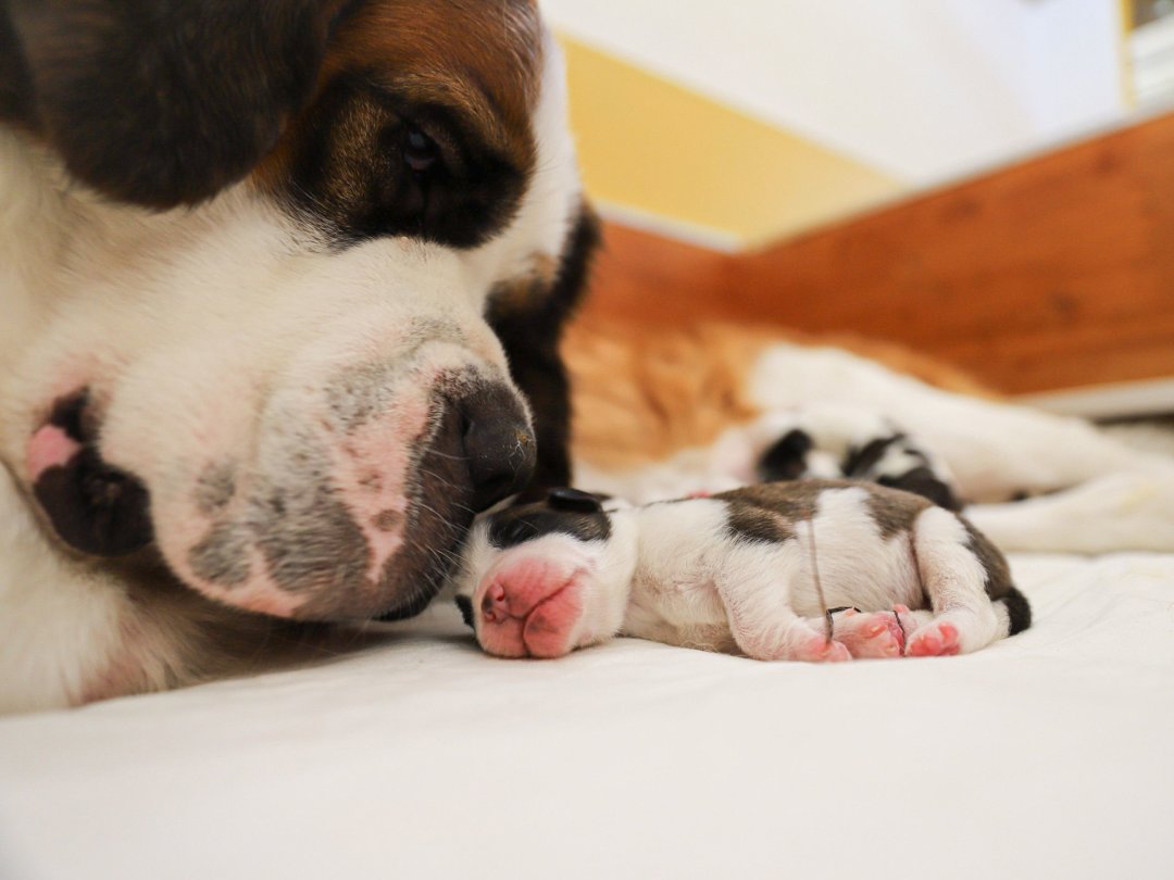 Il s'agit de la première portée pour la chienne Edène.