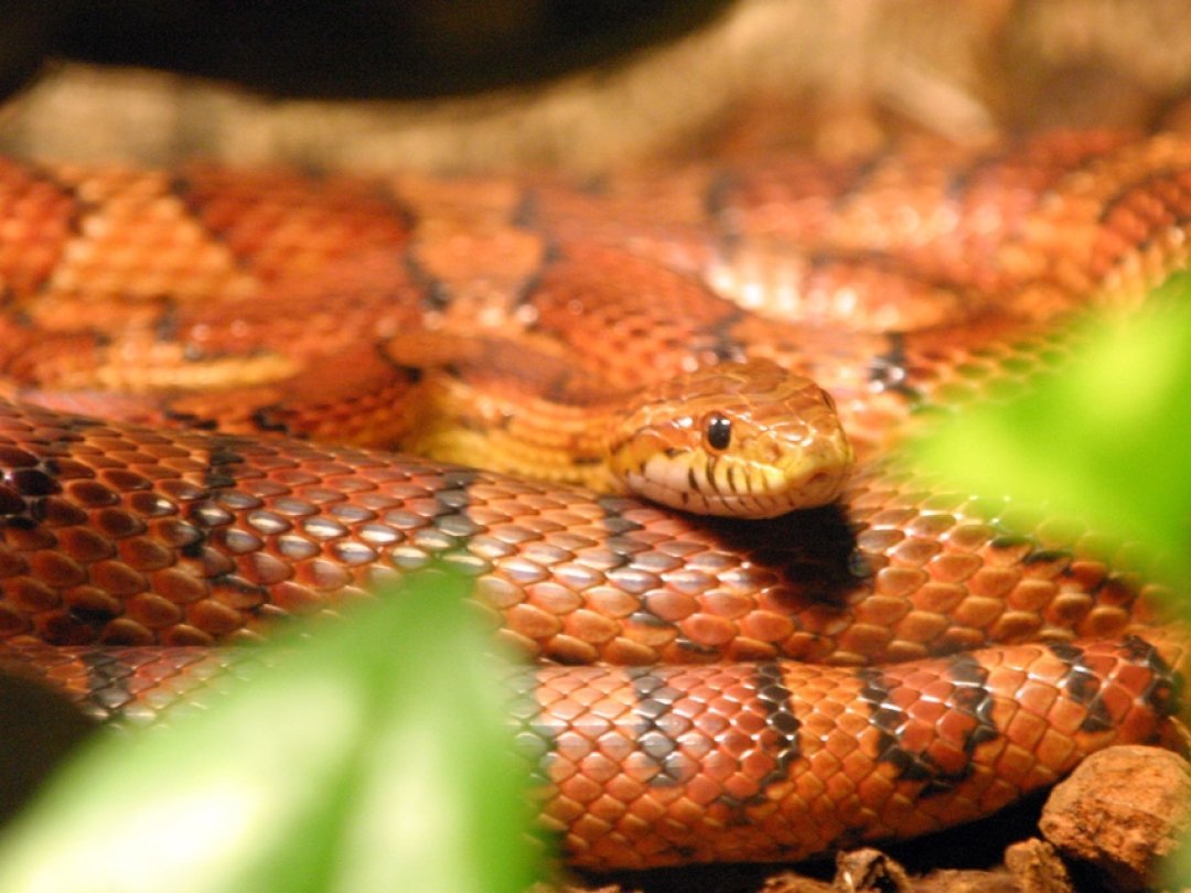 Les reptiles les plus couramment détenus sont les tortues d'Hermann, les serpents des blés (photo) et les geckos léopards.