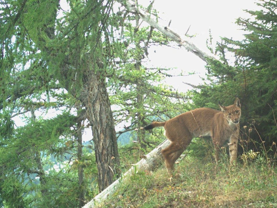 Photo d'un lynx prise lors du monitoring cantonal.