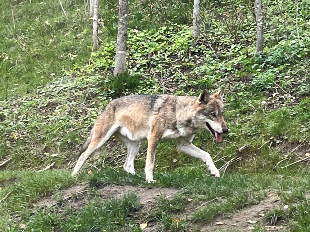 Plus de 50 loups ont été formellement identifiés en Valais l'an passé.