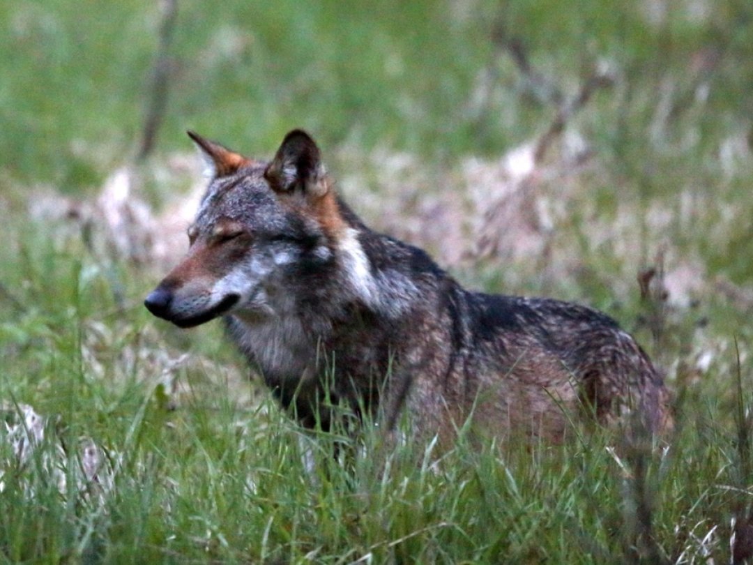 Les loups, ici le mâle M35 photographié à Obergoms en 2013, suscitent toujours de vives tensions.