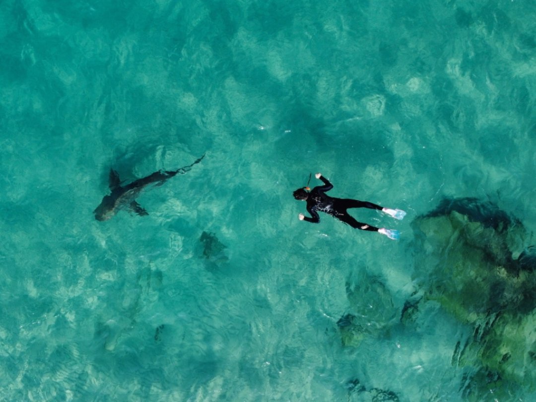 Un requin d'une espèce inconnue a tué une adolescente en Australie (photo d'illustration).