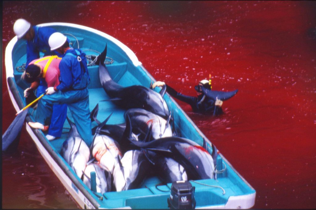 epa02312310 An undated handout photograph released by Sea Shepherd Conservation showing Japanese fishermen slaughtering dolphins in blood-soaked water in Taiji, Japan. Media reports state on 02 September 2010 that fishermen in the Japanese town of Taiji, resumed their annual hunt with fewer protesters than 2009, a local official said. Reports continue that, of Japan?s annual quota of 20,000 dolphins, about 1,500 are killed or sold by fishermen in Taiji.  EPA/SEA SHEPHERD CONSERVATION / HANDOUT BEST QUALITY AVAILABLE - MANDATORY CREDIT EDITORIAL USE ONLY/NO SALES