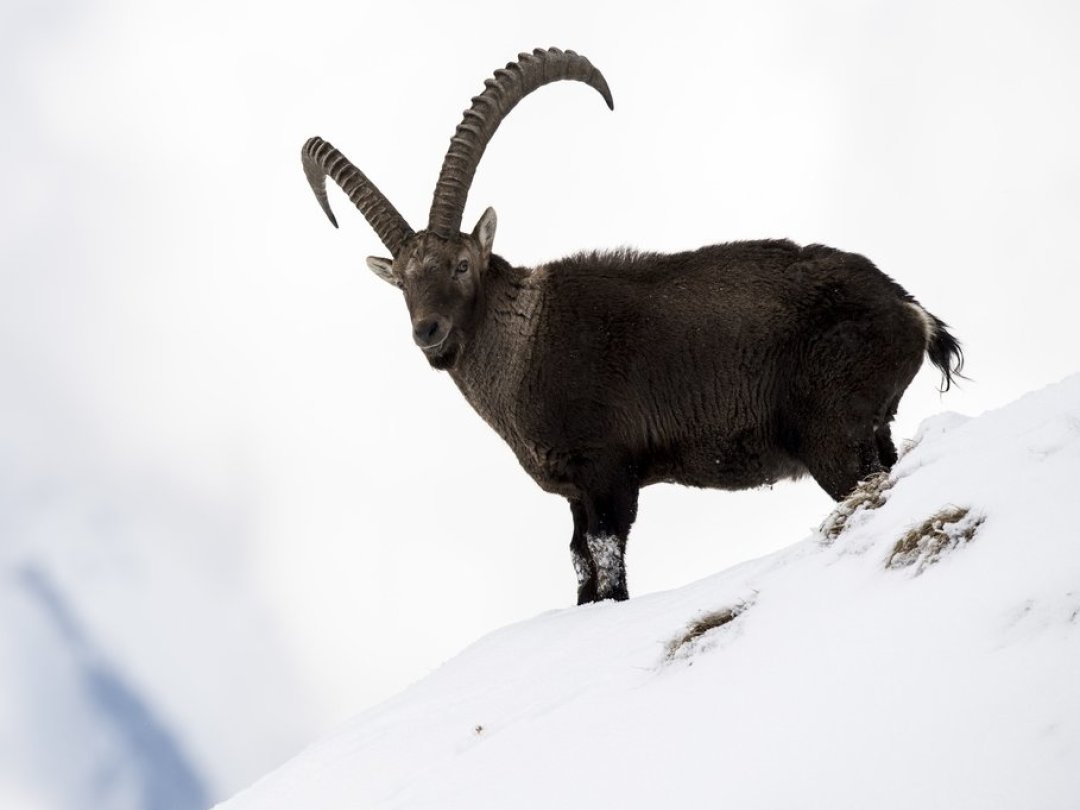 L'implantation des animaux valaisans sera-t-il un succès? Les chasseurs l'observeront dans les années à venir.