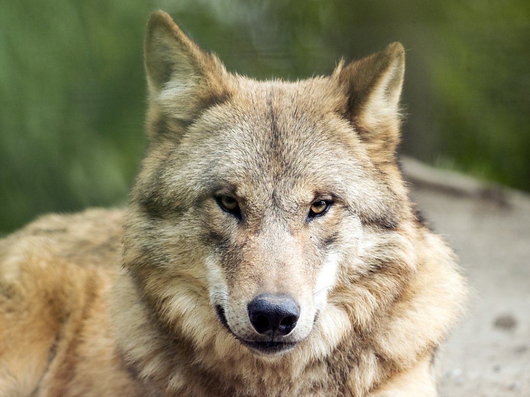 Désormais, un loup pourra être abattu s'il représente un grave danger pour l'homme (image d'illustration).