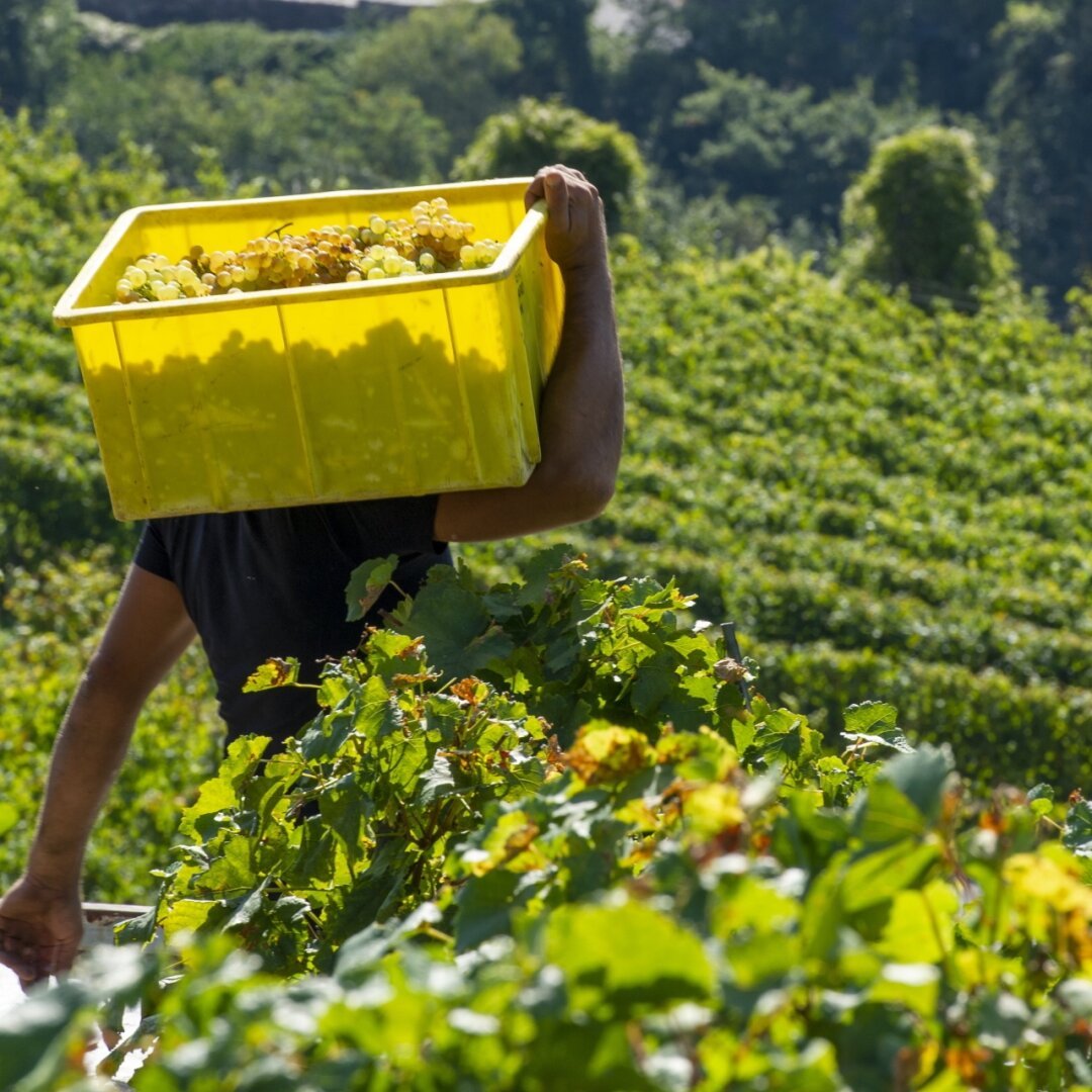 Pour moderniser le vignoble valaisan, le Conseil d'Etat a lancé un projet dont le coût global s'élèvera à 170 millions de francs.