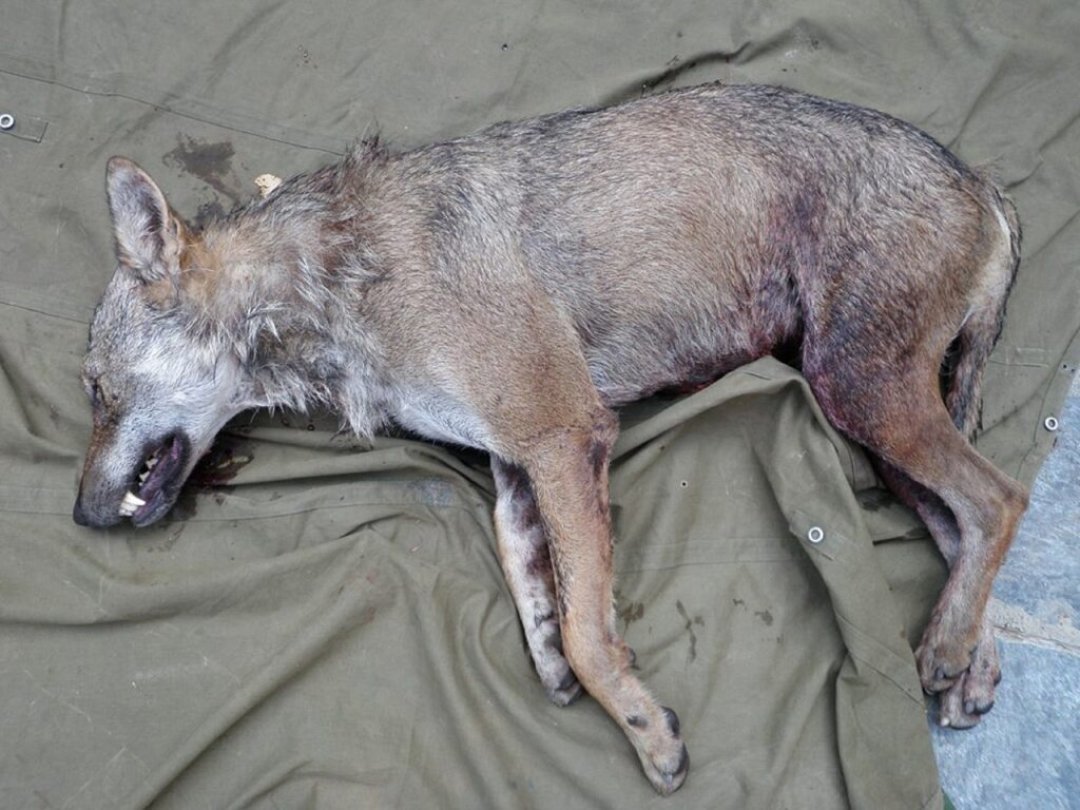 Ce loup a été abattu légalement par des gardes-chasse en 2009 dans le Val d'Illiez (archives).