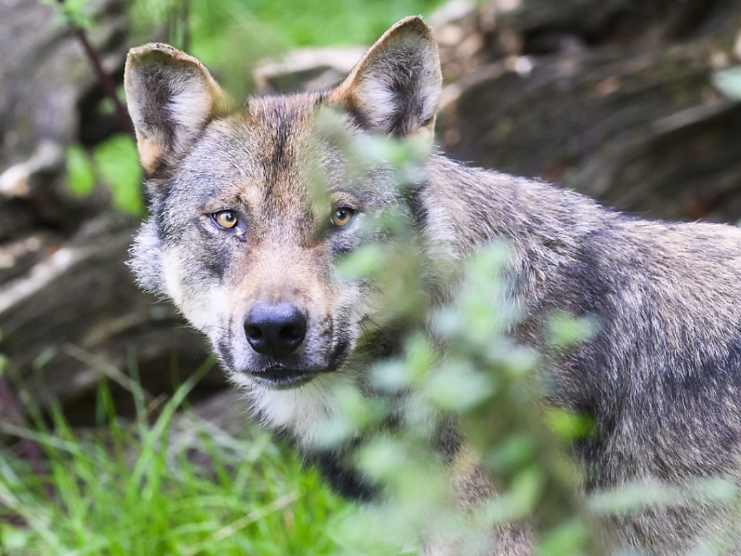 En 18 jours, 17 loups ont été tirés en Valais.