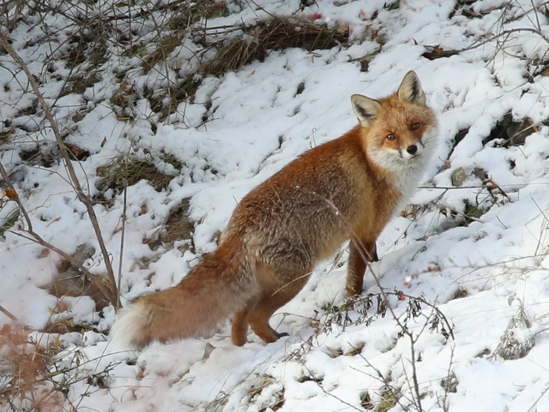 Un renard vers Nax en décembre.