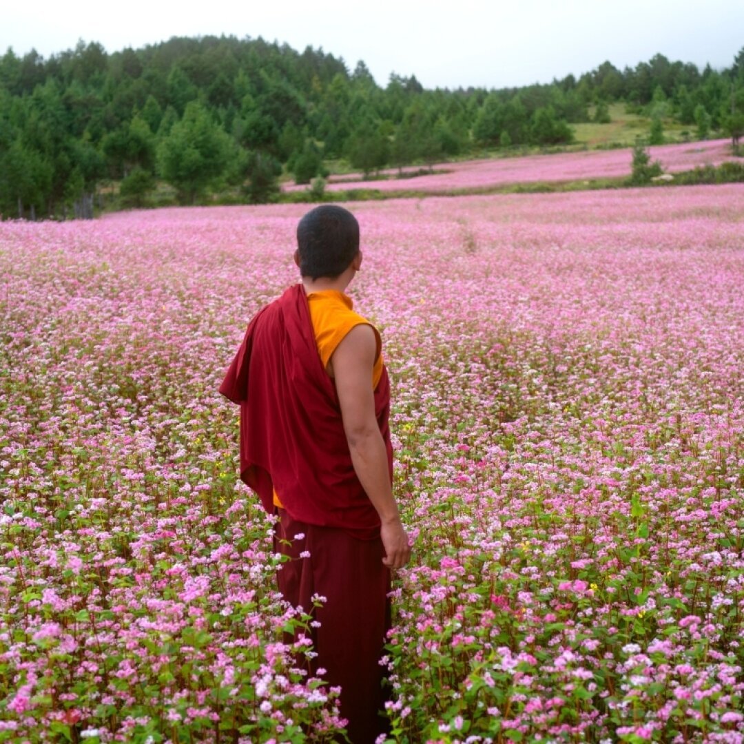 Un jeune moine arpente le Bhoutan. Il a été chargé par son lama de trouver une arme à feu, pour une raison qui demeure mystérieuse.