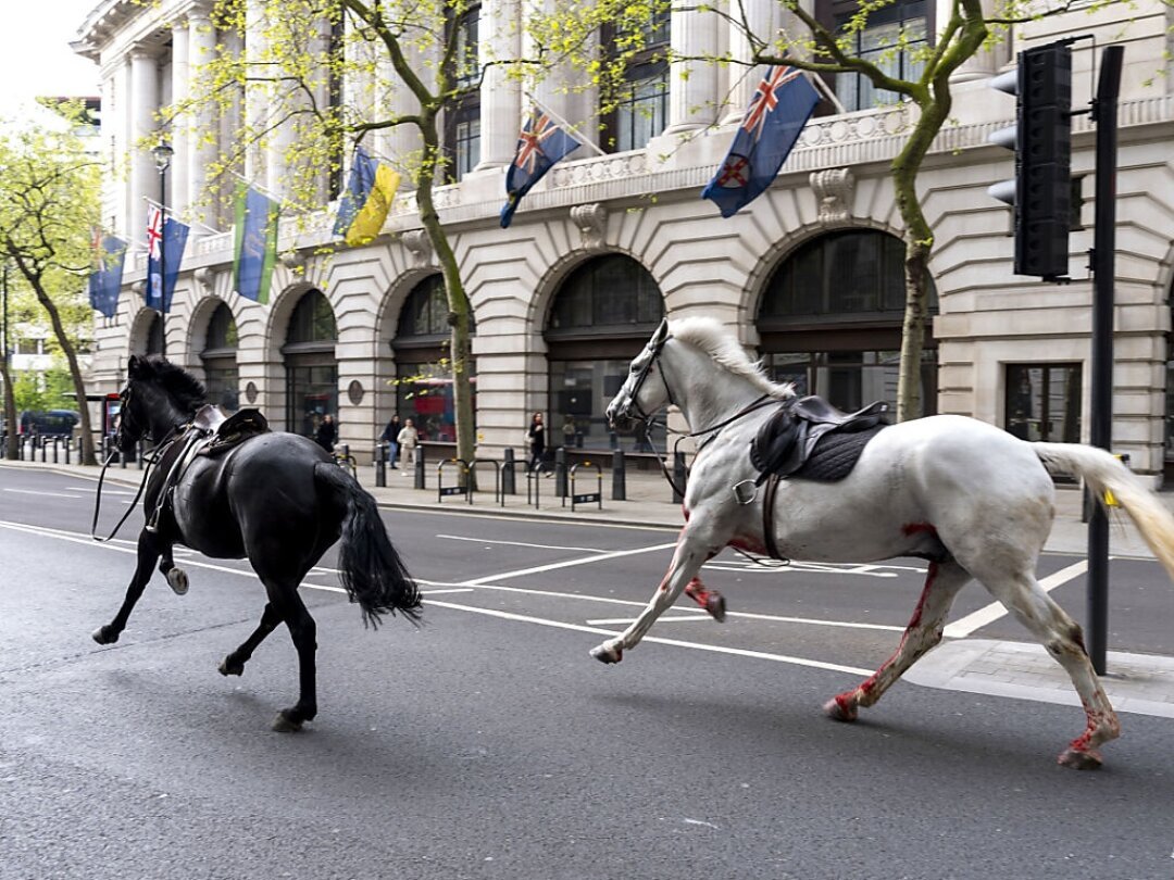 Des images partagées sur les réseaux sociaux montrent deux animaux, l'un blanc et couvert de sang et l'autre noir, galoper sur une avenue de Londres.