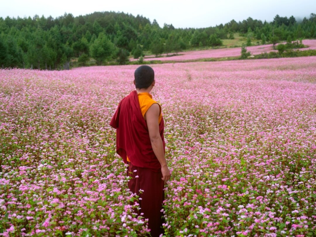 Un jeune moine arpente le Bhoutan. Il a été chargé par son lama de trouver une arme à feu, pour une raison qui demeure mystérieuse.