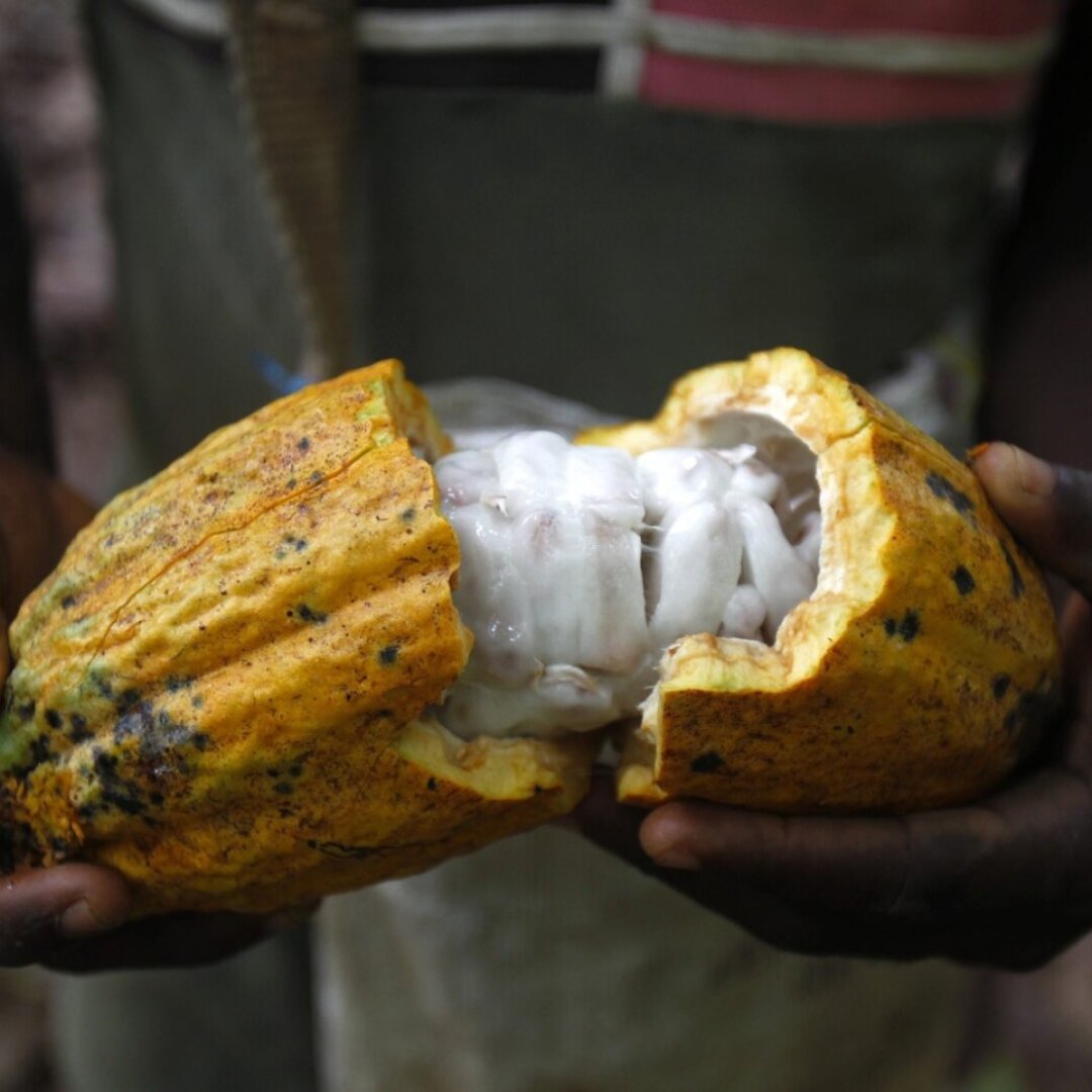 Des chercheurs de l'EPFZ ont utilisé la pulpe et l'écorce de la fêve de cacao pour remplacer le sucre cristallisé dans le chocolat (archives).