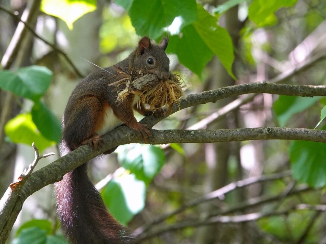 Un écureuil fait son nid dans la châtaigneraie de Fully, 10 mai.