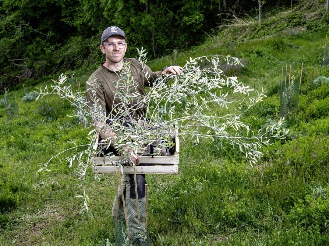 Pour diversifier sa production, le viticulteur Julien Guillon entend planter 1,5 hectare d'oliviers. La plus grande oliveraie du Valais.