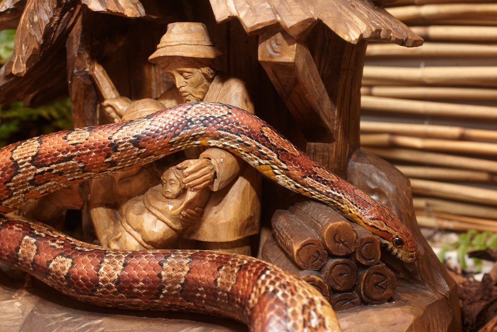 Les serpents des blés, non venimeux, sont originaires d'Amérique du Nord.