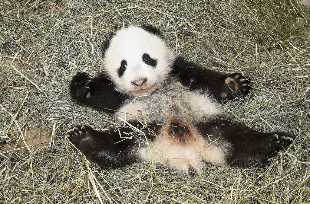 epa03968465 A handout picture provided by the Schoenbrunn Zoo on 28 November 2013 shows Panda baby 'Fu Bao' at the Schoenbrunn Zoo in Vienna, Austria, 26 November 2013. The panda offspring was born on 14 August 2013 and was named 'Fu Bao', which means 'happy leopard'.  EPA/DANIEL ZUPANC / SCHOENBRUNN ZOO / HANDOUT ONLY TO BE USED IN CONNECTION WITH THE PURPOSE CITED - MANDATORY CREDIT HANDOUT EDITORIAL USE ONLY/NO SALES