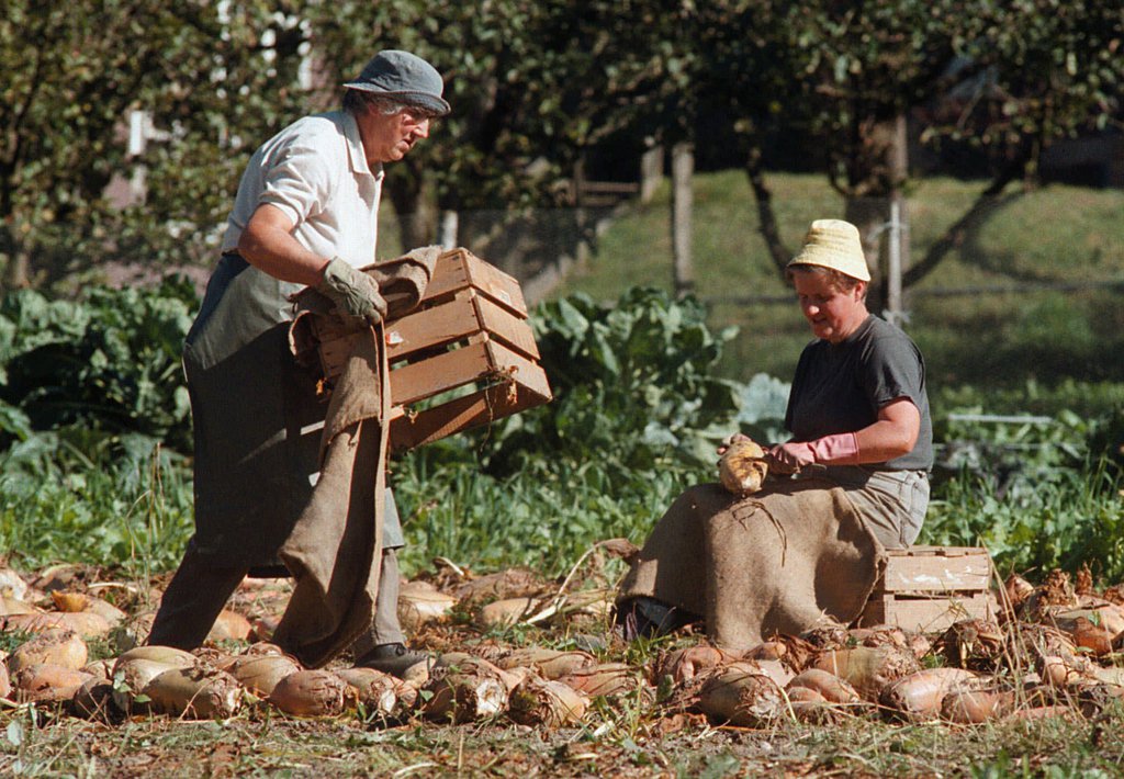 Zwei Bauern benuetzen am Samstag, 4. Oktober 1997, das milde Herbstwetter bei Gomerkinden, Bern, (BE) zum Putzen von Zuckerrueben nach der Ernte. (KEYSTONE/Edi Engeler)