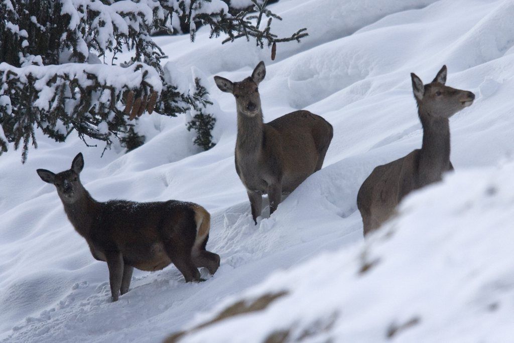 Le Valais a lancé vendredi une campagne pour limiter les dérangements des animaux sauvages durant l'hiver.