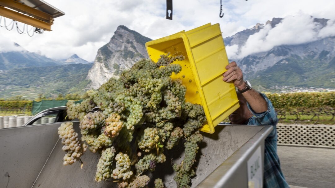 L’Etat du Valais veut réunir les acteurs de la viticulture pour des états généraux fin avril