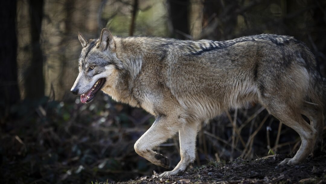 Le Conseil fédéral envisage d’armer les agriculteurs contre les loups