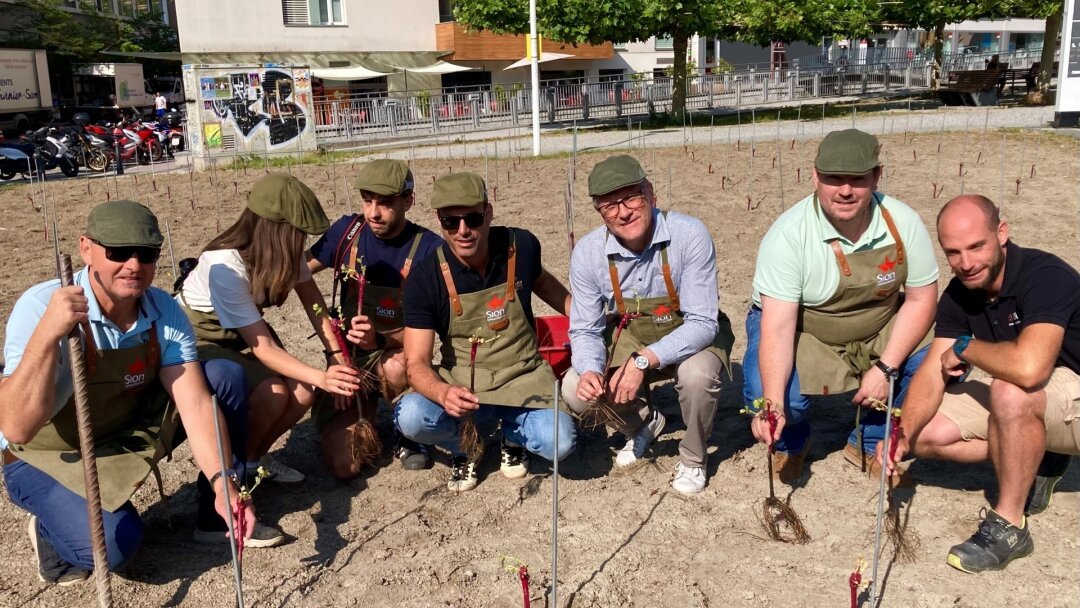 Sion: une vigne pédagogique fait son apparition au centre-ville