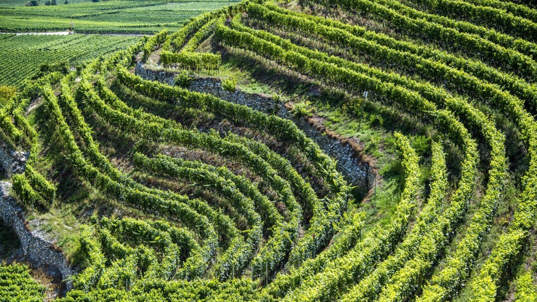 Trop de vin, pas assez de ventes: en Valais, le déclassement d’une partie de la vendange AOC menace