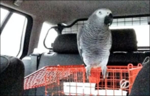 "Les perroquets ne sont pas autorisés à superviser les personnes en conduite accompagnée" selon la police du West Yorkshire (Grande-Bretagne). 