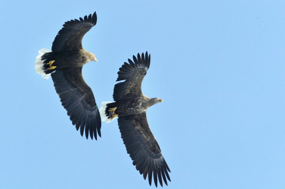 L'aigle de mer ou pygargue à queue blanche est un oiseau protégé