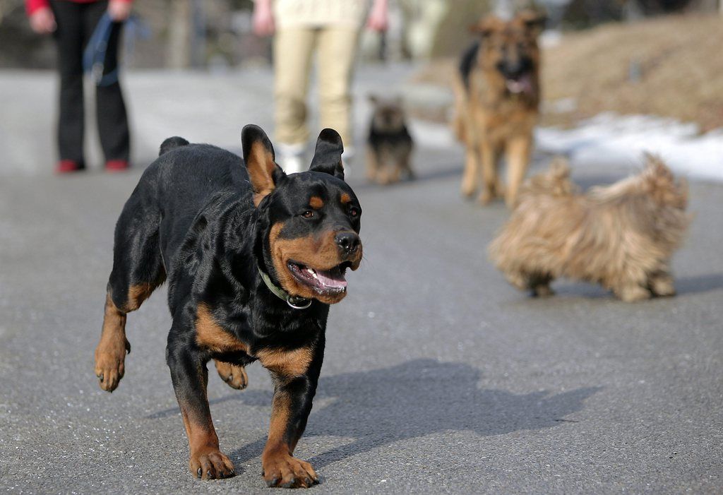 Zeus est âgé de 63 ans si l'on compte en (équivalence) années de chiens.