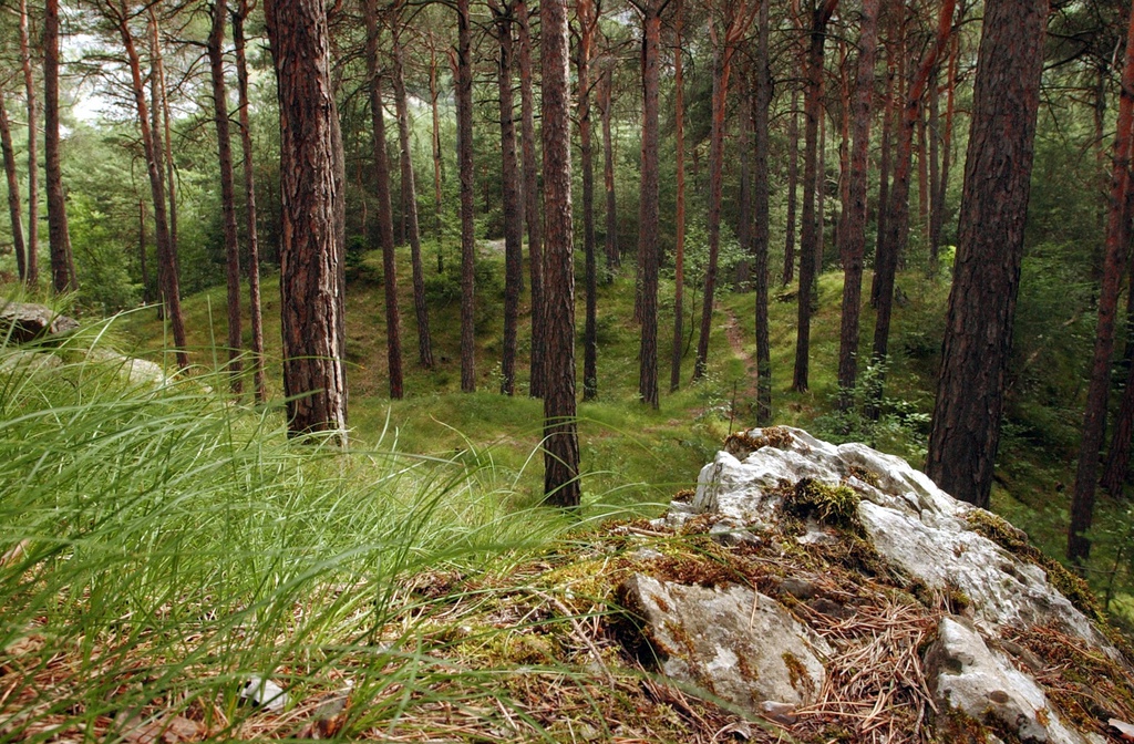 Des pins Sylvestre photographies dans le Bois de Finges/Pfyn, Valais, ce jeudi 18 juillet 2002. Le Bois de Finges/Pfyn est la plus grande pinede naturelle d'Europe et a ete inscrit dans l'inventaire Federal des paysages, sites et monuments naturel d'importance national en 1998. Le territoire du Bois de Finges est une mosaique des milieux naturels du Valais, zone alluviale, steppes, forets, milieux humides, allant de la plaine jusqu'au etage des montagnes. (KEYSTONE/Andree-Noelle Pot)