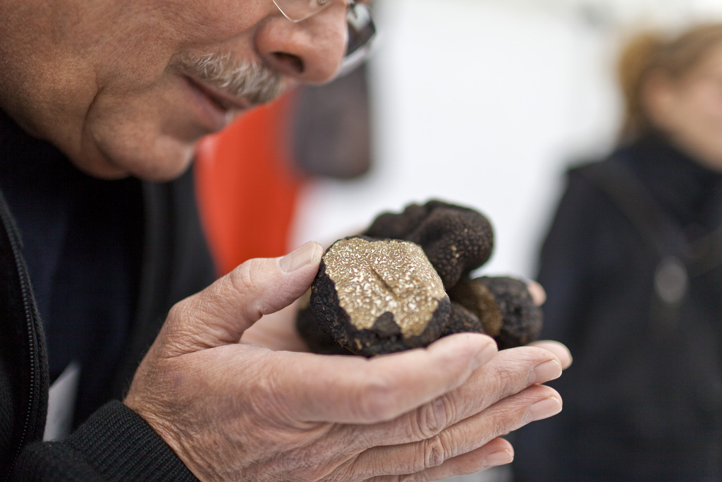 Burgundy truffles (tuber uncinatum) from the forests of Switzerland, pictured on September 25, 2010, on the truffles market in Berne, Switzerland. (KEYSTONE/Gaetan Bally)

Burgunder-Trueffel (Tuber uncinatum) aus Schweizer Waeldern, fotografiert am 25. September 2010 am Trueffelmarkt in Bern. (KEYSTONE/Gaetan Bally)