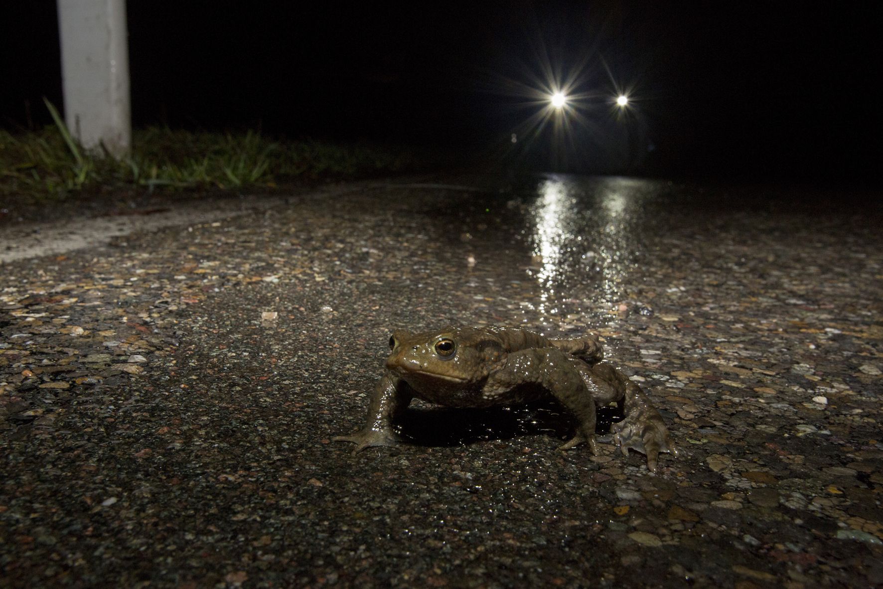 L'instinct pousse les amphibiens à migrer vers des lieux de reproduction lorsque les températures augmentent.