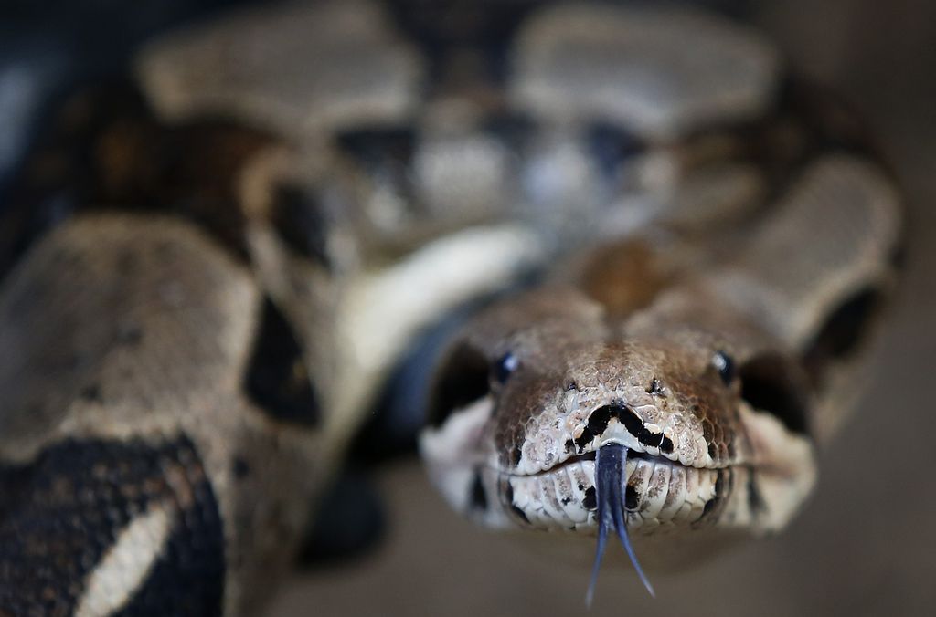 Le serpent semblait avoir été bien nourri. 