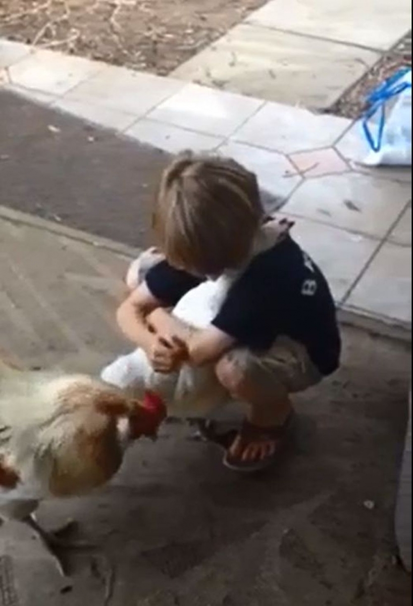 Gros câlin pour une poule qui a l'air d'apprécier ce moment de douceur.