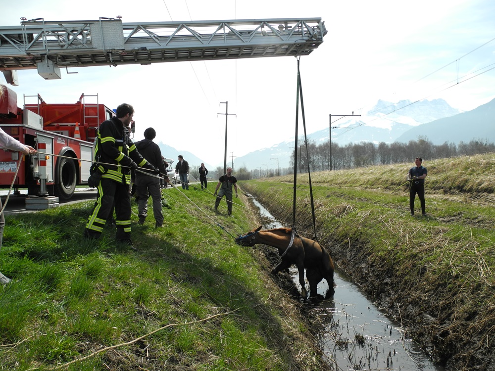 Cinq hommes du CSI du Haut-Lac sont intervenus pour tirer le cheval de ce mauvais pas.
