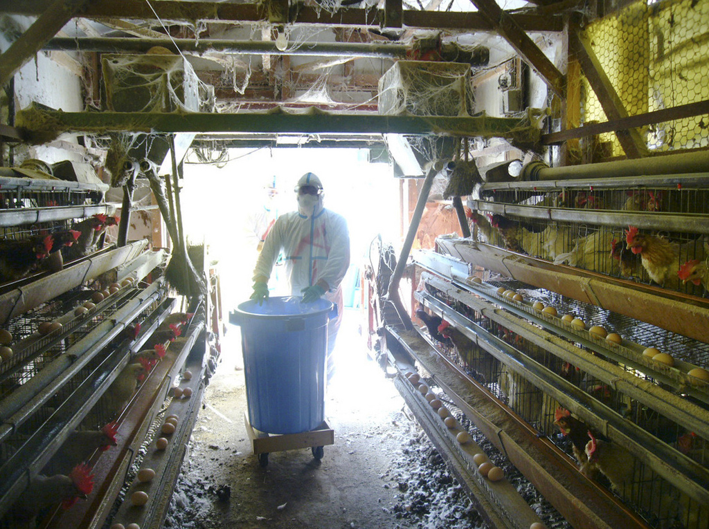 Deux cas de grippe aviaire ont été confirmés dans un élevage de poulets au Japon, a annoncé dimanche le ministère japonais de l'Agriculture. Il s'agit des premiers cas recensés dans le pays depuis trois ans.