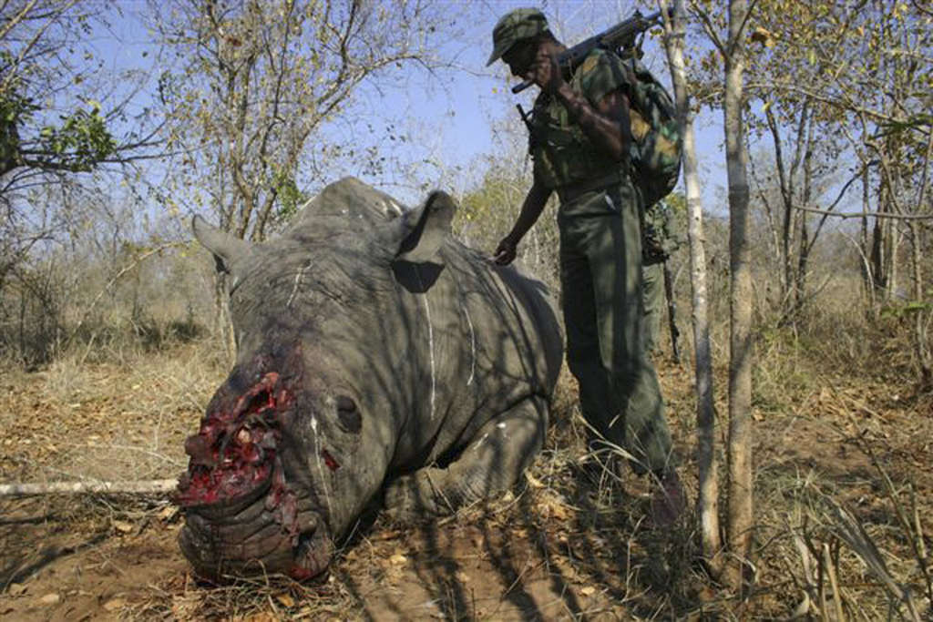 L'Afrique du Sud concentre 80% de la population mondiale des rhinocéros, soit environ 25'000 individus.
