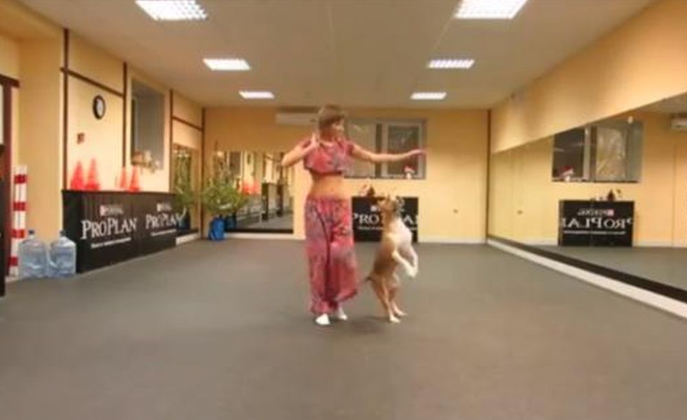 Un chien pour accompagner une danse indienne: l'idée est originale!