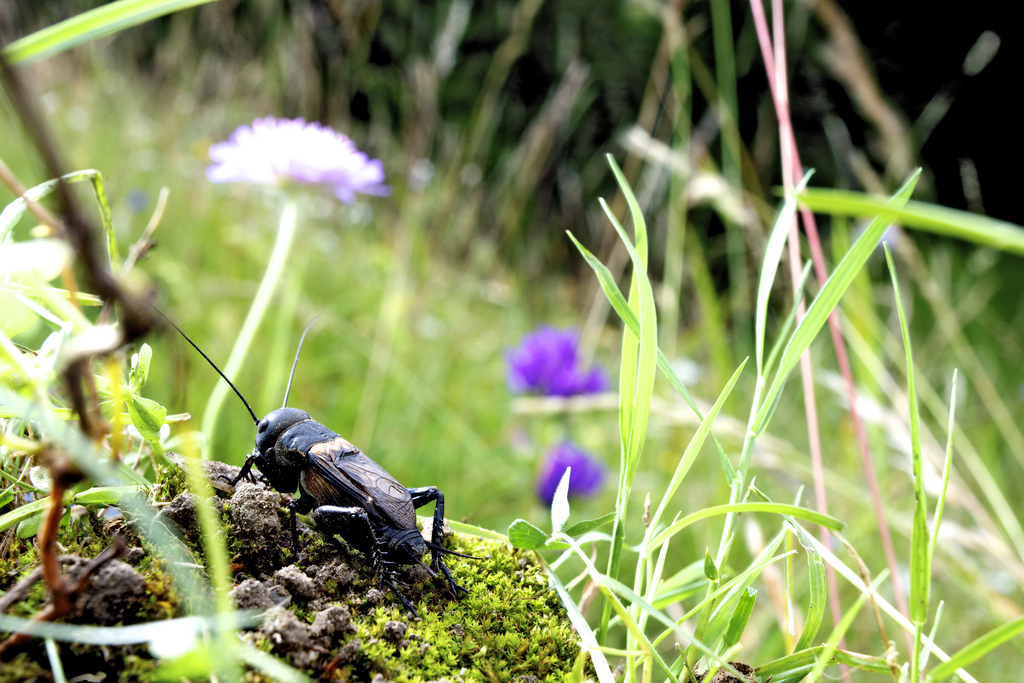 HANDOUT - Die Feldgrille (Gryllus campestris) ist eine Art aus der Familie der Echten Grillen (Gryllidae) innerhalb der Ordnung der Langfuehlerschrecken (Ensifera). Pro Natura waehlt die Feldgrille am Montag, 6. Januar 2014 zum Tier des Jahres 2014. Der bevorzugte Lebensraum der Feldgrille sind bunte, artenreiche Blumenwiesen. Diese werden in der Schweiz immer weniger. Gruende dafuer sind die intensive Landwirtschaft und die Ueberbauung von sonnigen Hanglagen. (PRO NATURA/Fabian Biasio) *** NO SALES, DARF NUR MIT VOLLSTAENDIGER QUELLENANGABE VERWENDET WERDEN ***