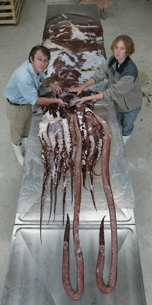 Trois coeurs, des yeux de la taille d'une citrouille, d'immenses tentacules et un bec de perroquet: les scientifiques néo-zélandais ont autopsié la carcasse d'un calamar colossal remonté des profondeurs de l'Antarctique.
