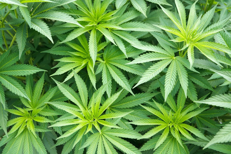 Ce mois-ci, la question santé aborde le thème du cannabis.