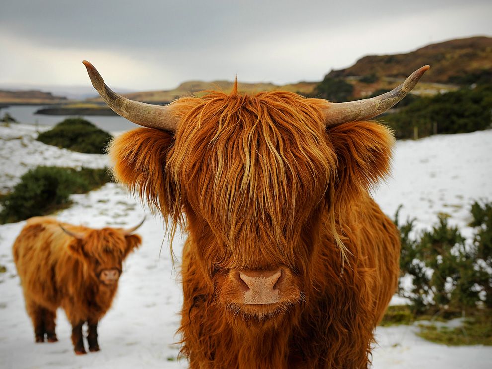 Des vaches écossaises brouteront sur la plaine du Grütli dès janvier 2015.