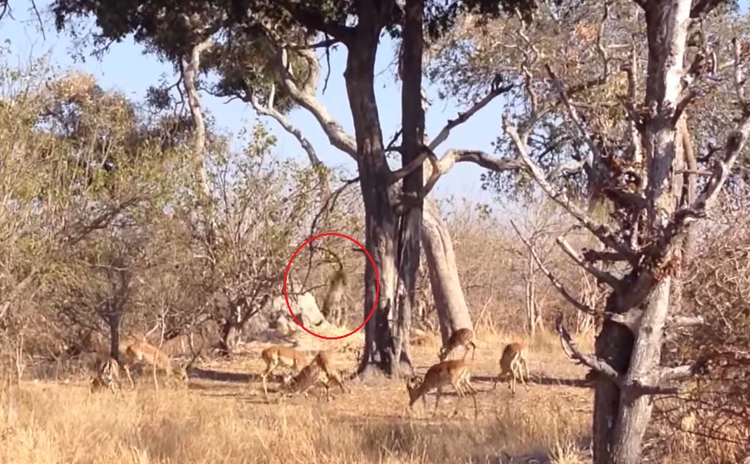 Le léopard a plongé directement sur sa proie. Le pauvre impala n'a rien vu venir.