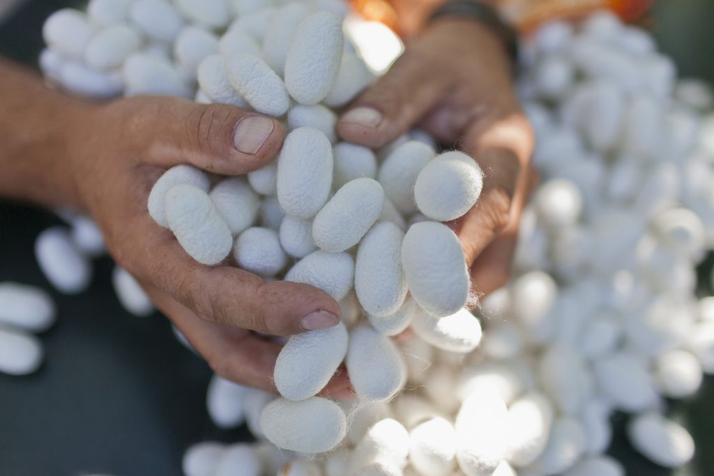 Ueli Ramseier holds the cocoons of silk worms in his hands, pictured on August 27, 2012, in Hinterkappelen, Switzerland. A cocoon yields 600 to 3000 meters of silk thread. Ueli Ramseier is the founder of Swiss Silk, which aims at reviving the Swiss silk production, stopped 100 years ago. (KEYSTONE/Gaetan Bally)

Ueli Ramseier haelt Kokons von Seidenraupen in den Haenden, aufgenommen am 27. August 2012 in Hinterkappelen BE. Ein Kokon liefert 600 bis 3000 Meter Seidenfaden. Ueli Ramseier ist der Initiant von Swiss Silk, der Vereinigung Schweizer Seidenproduzenten. Swiss Silk will die vor 100 Jahren beendete Schweizer Seidenproduktion wieder aufleben lassen. (KEYSTONE/Gaetan Bally)