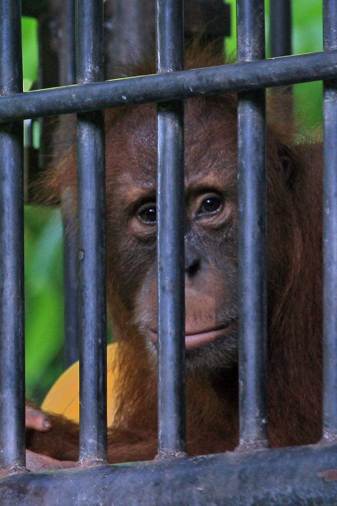 Selon les spécialistes du zoo, l'orang-outan n'a aucune chance de survivre en liberté.