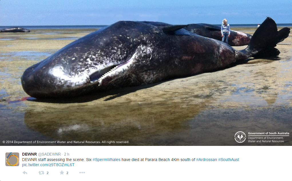 Des pêcheurs ont suggéré que les cachalots étaient en train de suivre un banc de saumons lorsqu'ils se sont échoués.