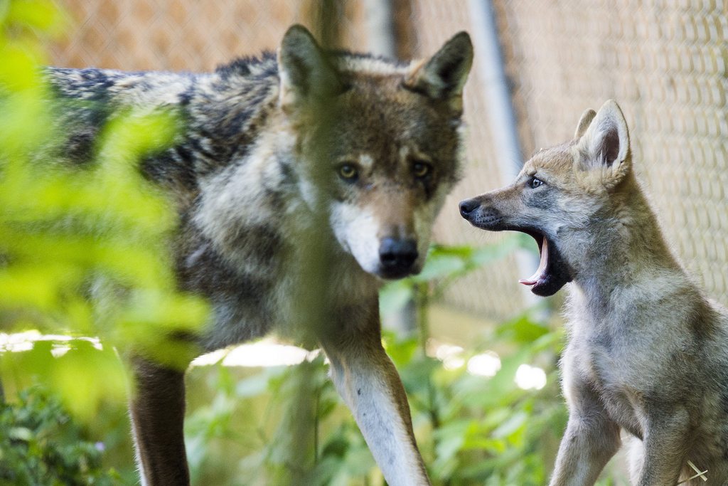 Le loup serait même un meilleur imitateur que le chien.