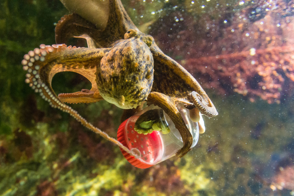 Une nouvelle pieuvre de Méditerranée vit depuis le mois de juillet au Zoo de Bâle.