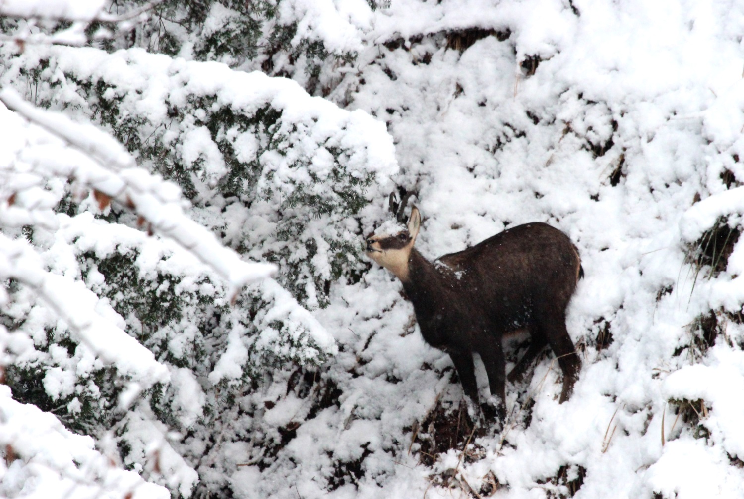 Les chamois ont fortement souffert de l'hiver rigoureux: les chasseurs vont diminuer la pression cet automne.